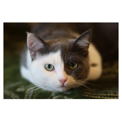 Regione Toscana: Contributo per spese veterinarie