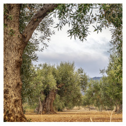 Calenzano, assegnazione di piante di olivo