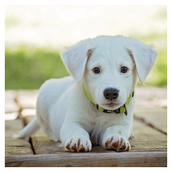 Divieto di custodia dei cani a catena