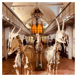 Firenze, riapertura del Museo La Specola