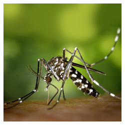 Prevenzione delle punture di insetti e delle malattie trasmesse dalle zanzare