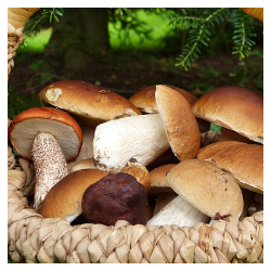 Raccolta funghi: limitazioni alla raccolta in alcuni territori