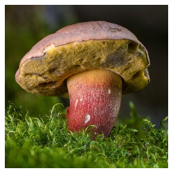 Raccolta funghi: controlli di commestibilità presso le ASL