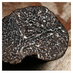 Tartufi: avviso relativo al calendario di raccolta